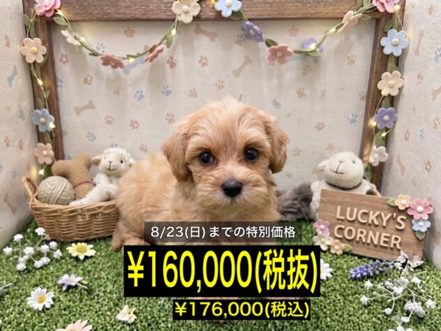 岡山県のハーフ犬・ミックス犬 (アミーゴ倉敷店/2026年6月15日生まれ/女の子/クリーム)の子犬