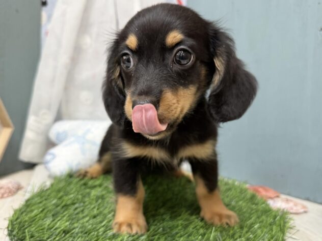 高知県のハーフ犬・ミックス犬 (ワンキャラット アミーゴ高知店/2026年6月26日生まれ/男の子/ブラックタン)の子犬の2枚目の画像