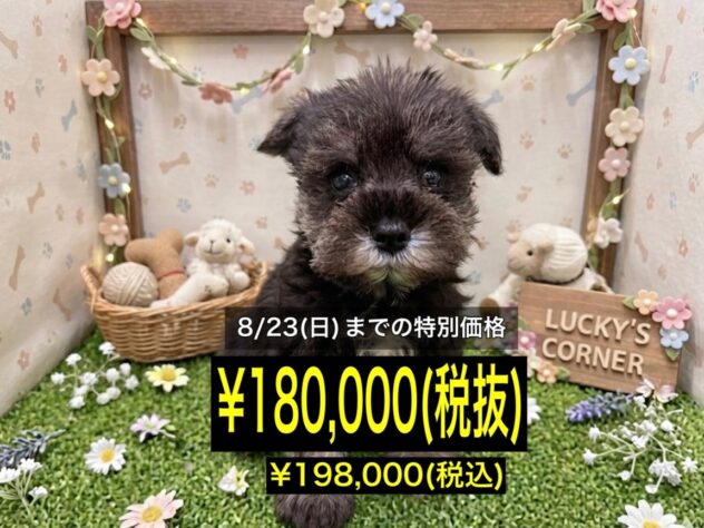 岡山県のミニチュアシュナウザー (アミーゴ倉敷店/2026年6月10日生まれ/男の子/ソルトペッパー)の子犬