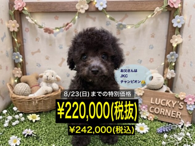 岡山県のトイプードル(トイ) (アミーゴ倉敷店/2026年6月12日生まれ/男の子/グレー)の子犬
