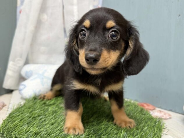 高知県のハーフ犬・ミックス犬 (ワンキャラット アミーゴ高知店/2026年6月26日生まれ/男の子/ブラックタン)の子犬の1枚目の画像