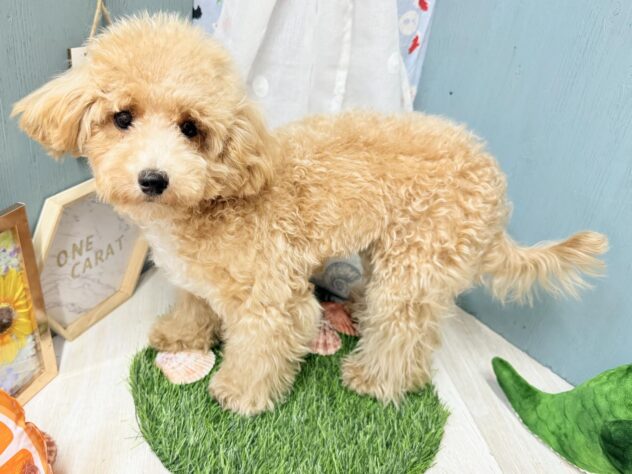 高知県のハーフ犬・ミックス犬 (ワンキャラット アミーゴ高知店/2026年2月1日生まれ/女の子/クリーム)の子犬の2枚目の画像