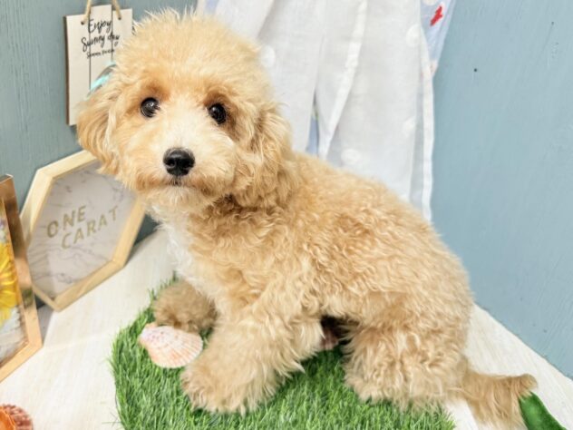 高知県のハーフ犬・ミックス犬 (ワンキャラット アミーゴ高知店/2026年2月1日生まれ/女の子/クリーム)の子犬の1枚目の画像