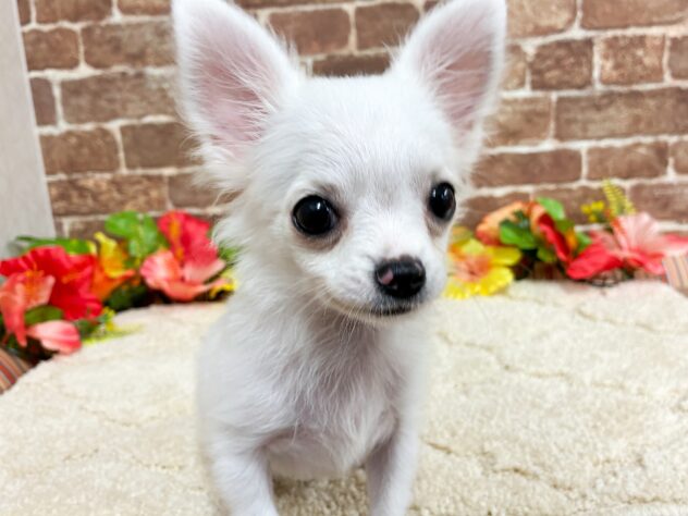 広島県のチワワ(ロング) (アミーゴ西条店/2026年4月29日生まれ/女の子/クリーム)の子犬