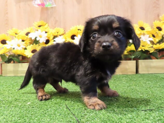 兵庫県のハーフ犬・ミックス犬 (アミーゴ伊丹店/2026年6月17日生まれ/男の子/ブラックタン)の子犬の3枚目の画像