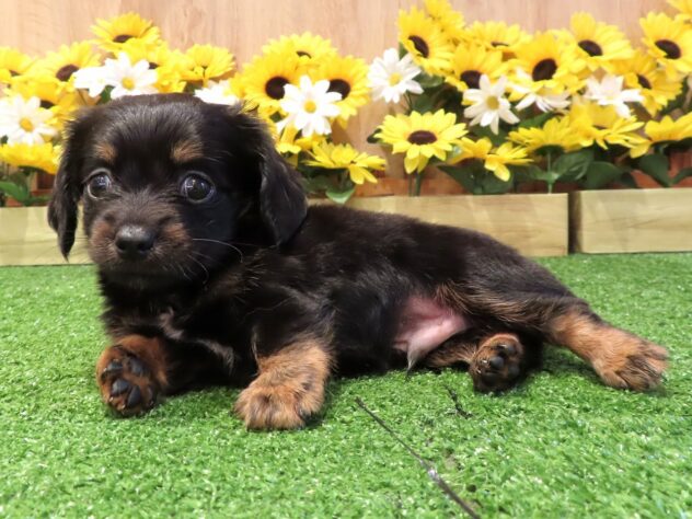 兵庫県のハーフ犬・ミックス犬 (アミーゴ伊丹店/2026年6月17日生まれ/男の子/ブラックタン)の子犬の2枚目の画像