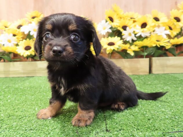 兵庫県のハーフ犬・ミックス犬 (アミーゴ伊丹店/2026年6月17日生まれ/男の子/ブラックタン)の子犬の1枚目の画像