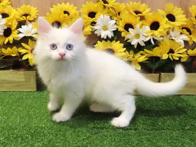 兵庫県のサイベリアン (アミーゴ伊丹店/2026年6月20日生まれ/男の子/ホワイト)の子猫の1枚目の画像