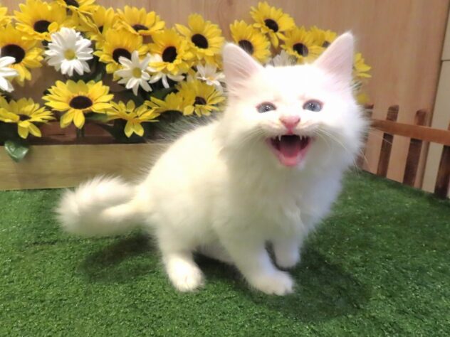 兵庫県のサイベリアン (アミーゴ伊丹店/2026年6月20日生まれ/男の子/ホワイト)の子猫の3枚目の画像