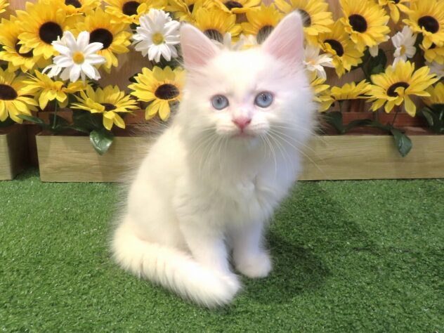 兵庫県のサイベリアン (アミーゴ伊丹店/2026年6月20日生まれ/男の子/ホワイト)の子猫の2枚目の画像