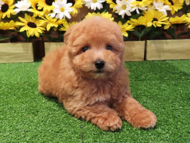 兵庫県のトイプードル(トイ) (アミーゴ伊丹店/2026年6月24日生まれ/男の子/オレンジフォーン)の子犬の2枚目の画像