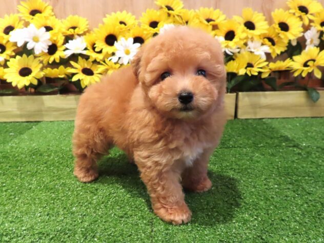 兵庫県のトイプードル(トイ) (アミーゴ伊丹店/2026年6月24日生まれ/男の子/オレンジフォーン)の子犬の3枚目の画像