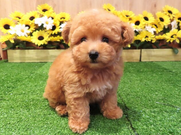 兵庫県のトイプードル(トイ) (アミーゴ伊丹店/2026年6月24日生まれ/男の子/オレンジフォーン)の子犬の1枚目の画像