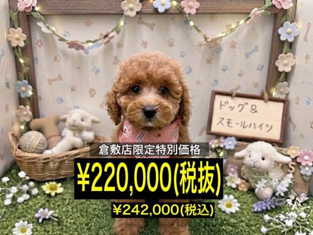 岡山県のトイプードル(トイ) (アミーゴ倉敷店/2026年6月22日生まれ/女の子/オレンジフォーン)の子犬
