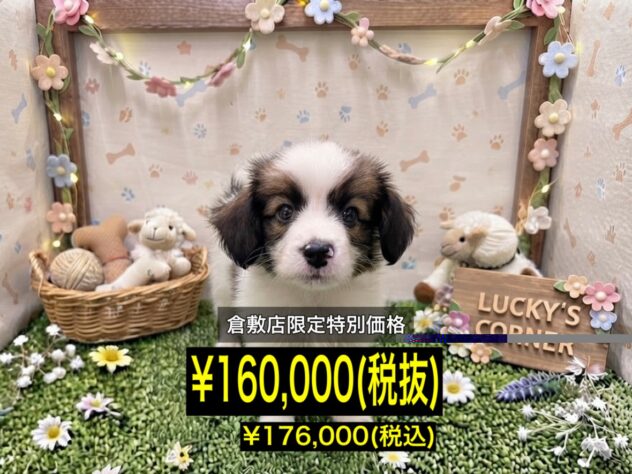 岡山県のパピヨン (アミーゴ倉敷店/2026年6月29日生まれ/男の子/ホワイトセーブル)の子犬