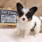 兵庫県のパピヨン (ペット・プラザ アミーゴつかしん店/2026年4月19日生まれ/男の子/トライカラー)の子犬の1枚目の画像