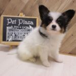 兵庫県のパピヨン (ペット・プラザ アミーゴつかしん店/2026年4月19日生まれ/男の子/トライカラー)の子犬の2枚目の画像