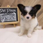 兵庫県のパピヨン (ペット・プラザ アミーゴつかしん店/2026年4月19日生まれ/男の子/トライカラー)の子犬の3枚目の画像