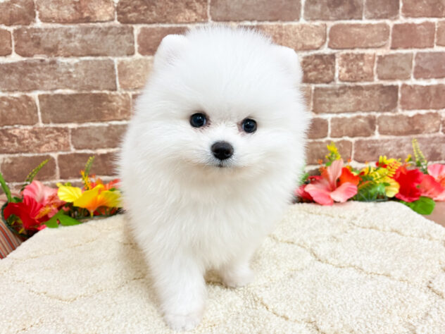 広島県のポメラニアン (アミーゴ西条店/2026年6月13日生まれ/男の子/ホワイト)の子犬