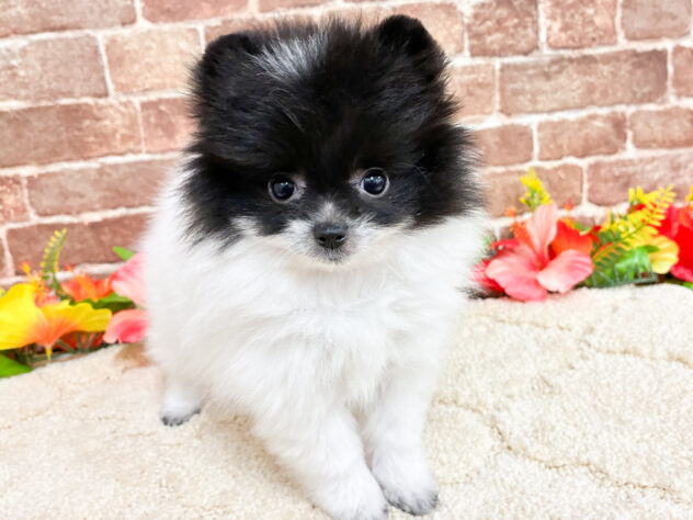 広島県のポメラニアン (アミーゴ西条店/2026年6月12日生まれ/女の子/パーティーカラー)の子犬