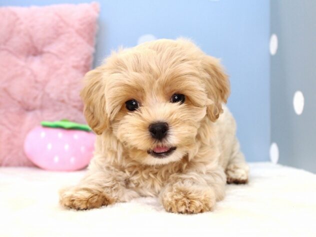 兵庫県のハーフ犬・ミックス犬 (ペット・プラザ アミーゴ神戸灘店/2026年6月6日生まれ/男の子/クリーム)の子犬の2枚目の画像