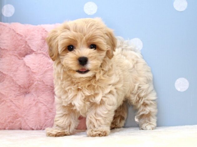 兵庫県のハーフ犬・ミックス犬 (ペット・プラザ アミーゴ神戸灘店/2026年6月6日生まれ/男の子/クリーム)の子犬の3枚目の画像