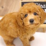 大阪府のトイプードル(トイ) (ペット・プラザ アミーゴ豊中服部店/2026年5月11日生まれ/女の子/オレンジフォーン)の子犬の3枚目の画像