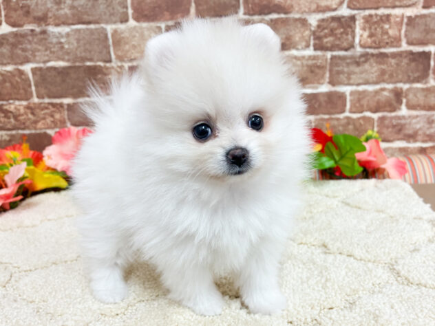 広島県のポメラニアン (アミーゴ西条店/2026年6月27日生まれ/女の子/クリーム)の子犬の2枚目の画像
