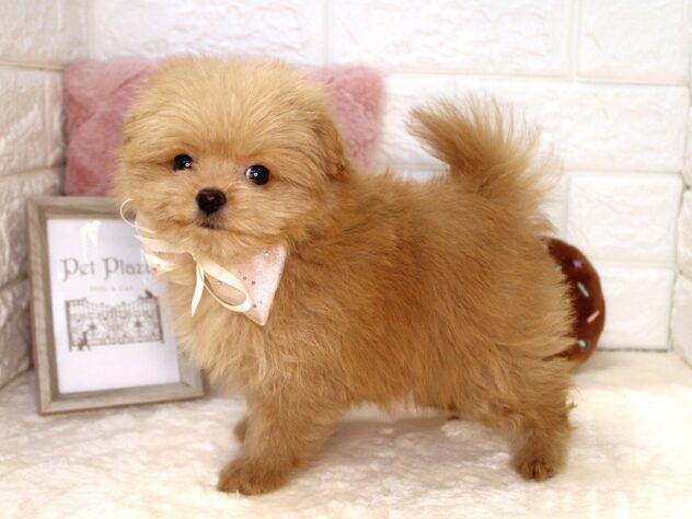 兵庫県のハーフ犬・ミックス犬 (ペット・プラザ アミーゴ神戸灘店/2026年6月8日生まれ/女の子/レッド)の子犬の3枚目の画像