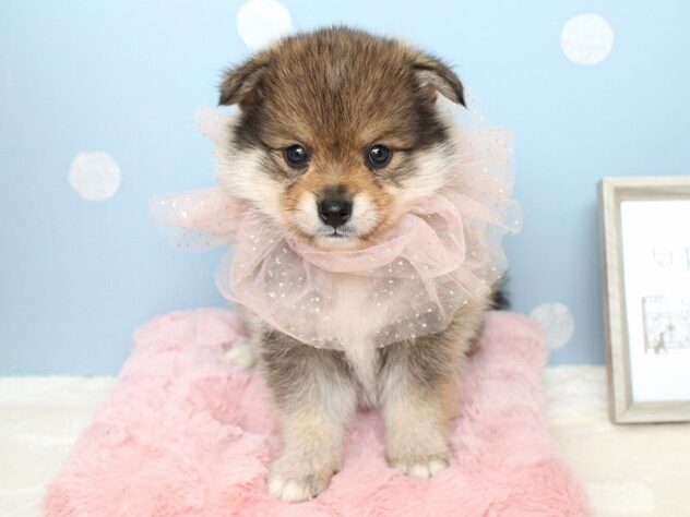 兵庫県のハーフ犬・ミックス犬 (ペット・プラザ アミーゴ神戸灘店/2026年6月13日生まれ/男の子/赤)の子犬の1枚目の画像