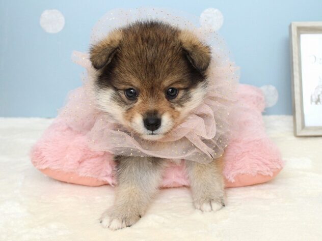 兵庫県のハーフ犬・ミックス犬 (ペット・プラザ アミーゴ神戸灘店/2026年6月13日生まれ/男の子/赤)の子犬の2枚目の画像