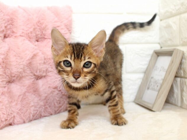 兵庫県のベンガル (ペット・プラザ アミーゴ神戸灘店/2026年6月10日生まれ/男の子/ブラウンスポットタビー)の子猫の1枚目の画像