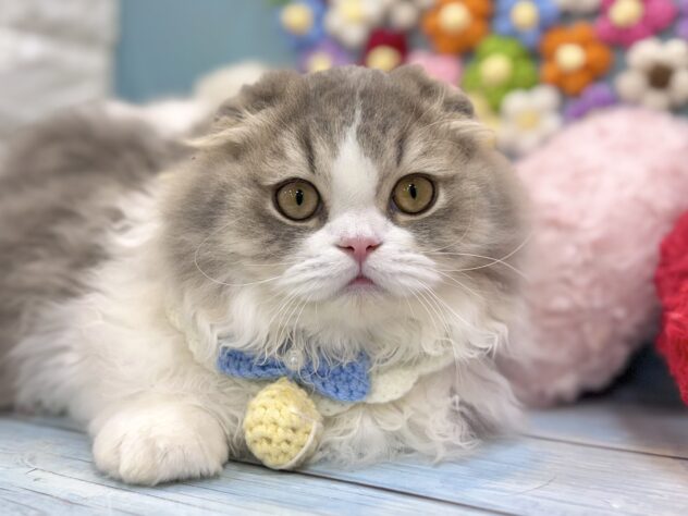 兵庫県のスコティッシュフォールド (ワンキャラット アミーゴ姫路飾磨店/2026年1月24日生まれ/男の子/ブルークラシックタビーホワイト)の子猫の1枚目の画像