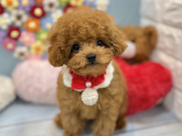 兵庫県のトイプードル(トイ) (ワンキャラット アミーゴ姫路飾磨店/2026年5月17日生まれ/女の子/レッドフォーン)の子犬の2枚目の画像