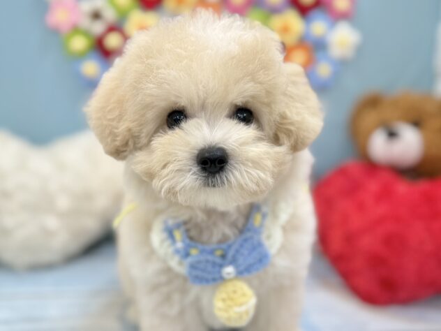 兵庫県のハーフ犬・ミックス犬 (ワンキャラット アミーゴ姫路飾磨店/2026年5月19日生まれ/男の子/クリーム)の子犬の2枚目の画像