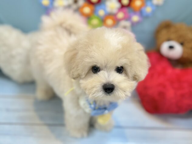 兵庫県のハーフ犬・ミックス犬 (ワンキャラット アミーゴ姫路飾磨店/2026年5月19日生まれ/男の子/クリーム)の子犬の3枚目の画像