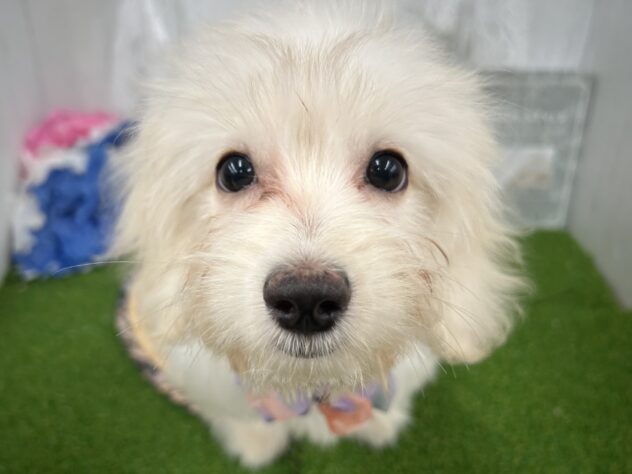 香川県のハーフ犬・ミックス犬 (ワンキャラット アミーゴ高松店/2026年4月26日生まれ/女の子/クリーム)の子犬の1枚目の画像