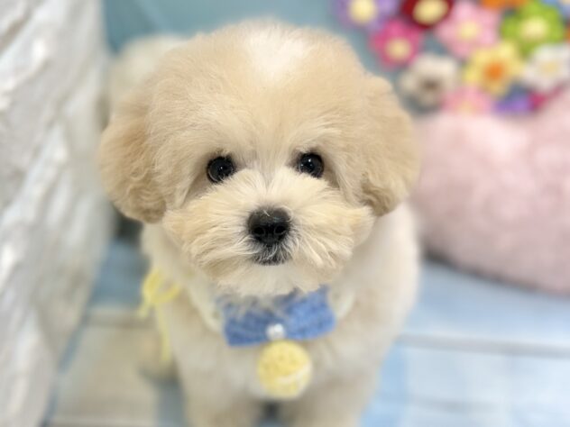 兵庫県のハーフ犬・ミックス犬 (ワンキャラット アミーゴ姫路飾磨店/2026年5月19日生まれ/男の子/クリーム)の子犬の1枚目の画像