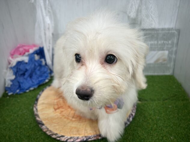 香川県のハーフ犬・ミックス犬 (ワンキャラット アミーゴ高松店/2026年4月26日生まれ/女の子/クリーム)の子犬の3枚目の画像