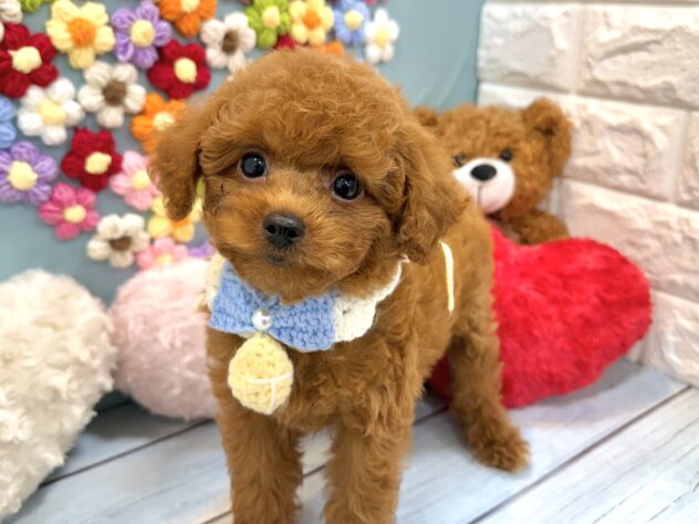兵庫県のトイプードル(トイ) (ワンキャラット アミーゴ姫路飾磨店/2026年6月7日生まれ/男の子/レッドフォーン)の子犬の3枚目の画像