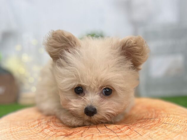 香川県のハーフ犬・ミックス犬 (ワンキャラット アミーゴ高松店/2026年5月23日生まれ/男の子/クリーム)の子犬の1枚目の画像