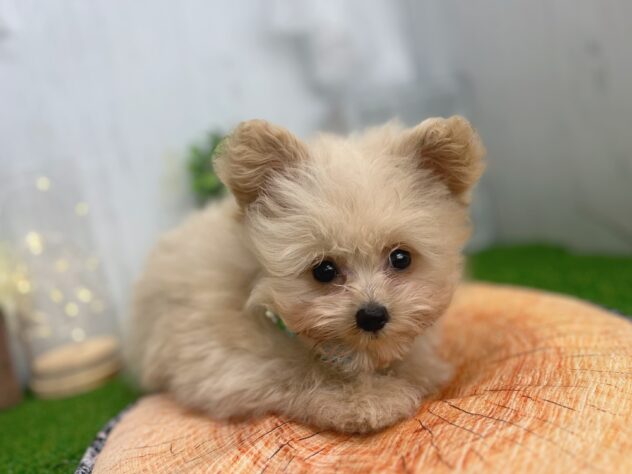 香川県のハーフ犬・ミックス犬 (ワンキャラット アミーゴ高松店/2026年5月23日生まれ/男の子/クリーム)の子犬の2枚目の画像