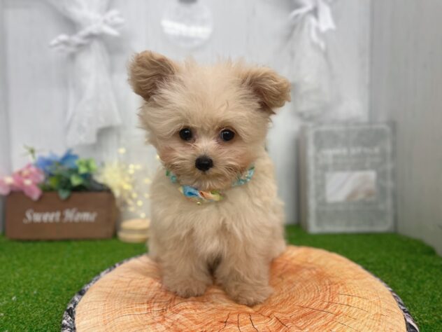 香川県のハーフ犬・ミックス犬 (ワンキャラット アミーゴ高松店/2026年5月23日生まれ/男の子/クリーム)の子犬の3枚目の画像