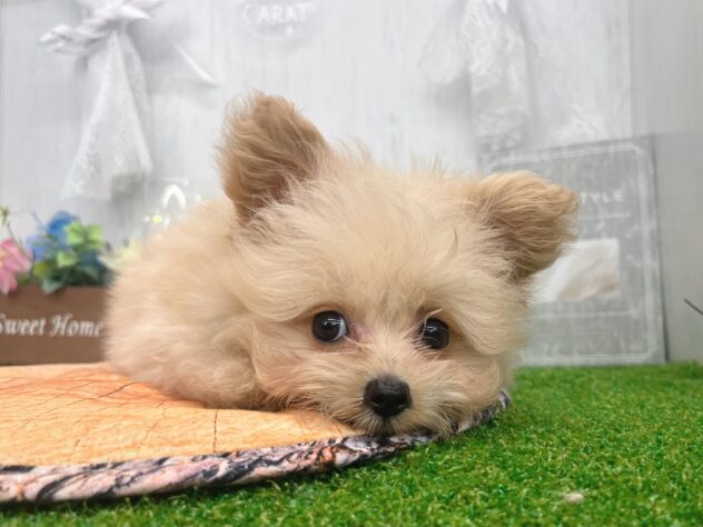 香川県のハーフ犬・ミックス犬 (ワンキャラット アミーゴ高松店/2026年5月23日生まれ/男の子/クリーム)の子犬の4枚目の画像
