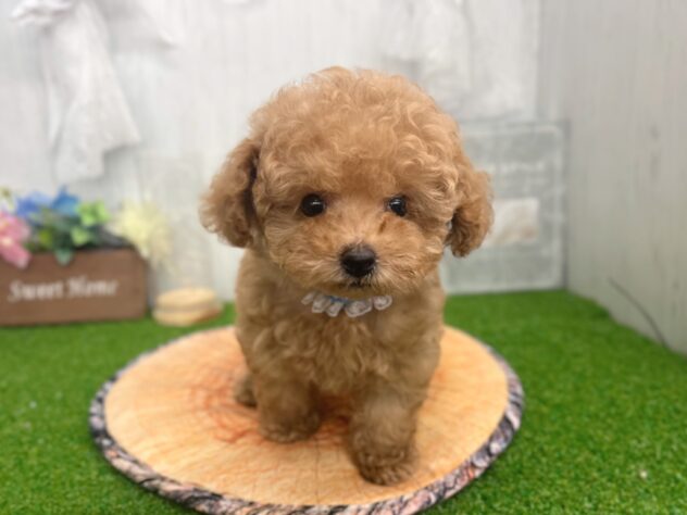 香川県のトイプードル(トイ) (ワンキャラット アミーゴ高松店/2026年6月17日生まれ/男の子/オレンジフォーン)の子犬の2枚目の画像