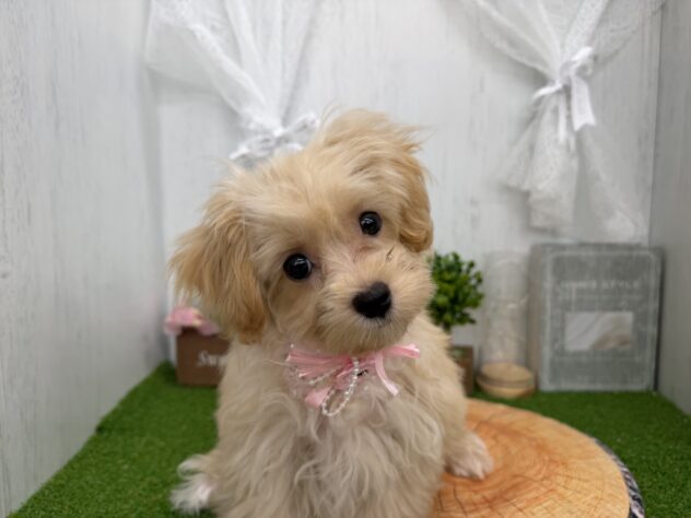 香川県のハーフ犬・ミックス犬 (ワンキャラット アミーゴ高松店/2026年4月30日生まれ/女の子/クリーム)の子犬の3枚目の画像
