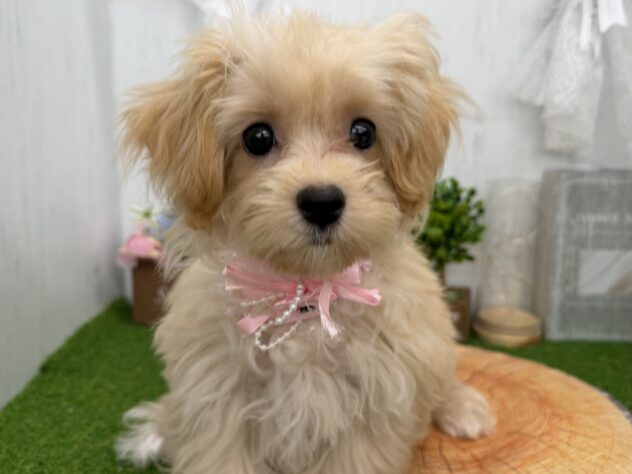 香川県のハーフ犬・ミックス犬 (ワンキャラット アミーゴ高松店/2026年4月30日生まれ/女の子/クリーム)の子犬の1枚目の画像