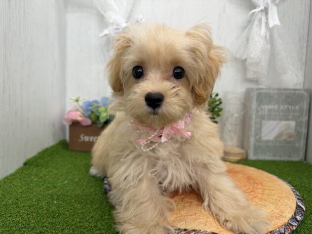 香川県のハーフ犬・ミックス犬 (ワンキャラット アミーゴ高松店/2026年4月30日生まれ/女の子/クリーム)の子犬の2枚目の画像