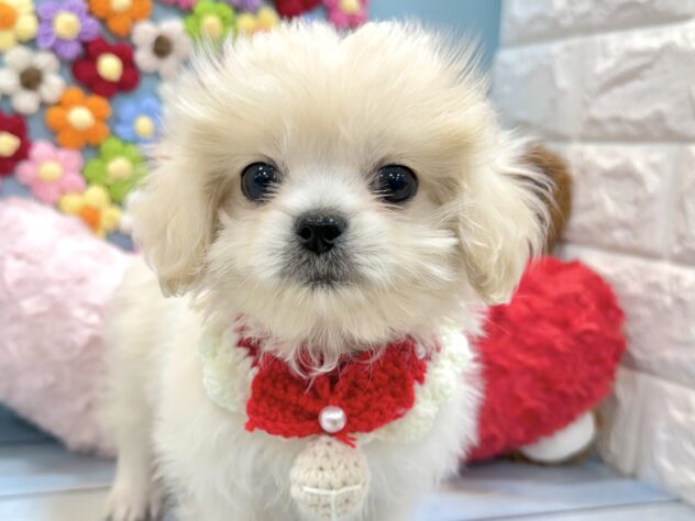 兵庫県のハーフ犬・ミックス犬 (ワンキャラット アミーゴ姫路飾磨店/2026年5月30日生まれ/女の子/アプリコット)の子犬の1枚目の画像