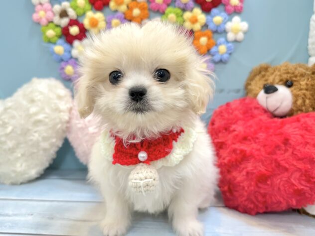 兵庫県のハーフ犬・ミックス犬 (ワンキャラット アミーゴ姫路飾磨店/2026年5月30日生まれ/女の子/アプリコット)の子犬の2枚目の画像